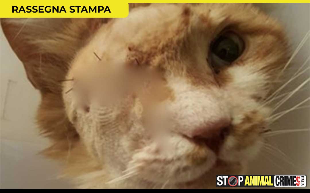 Gatti colpiti con armi ad aria compressa a Vignolo, la denuncia di Stop Animal Crimes Italia