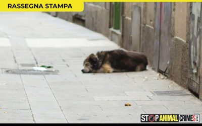 Randagismo intollerabile in Sicilia, la denuncia del movimento Stop Animal Crimes Italia