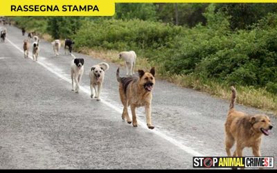 Il fondatore di “Stop Animal Crimes Italia” a Cosenza per i casi di maltrattamento e randagismo