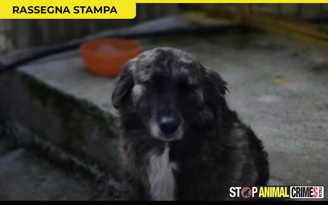 “Solo come un cane”: campagna di sensibilizzazione di Stop Animal Crimes