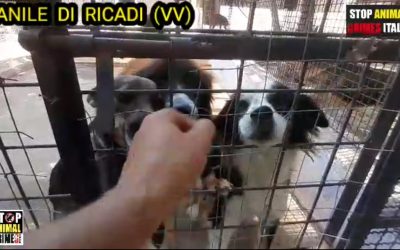 LA HOLLYWOOD ANIMALISTA (Video del canile di Ricadi VV)
